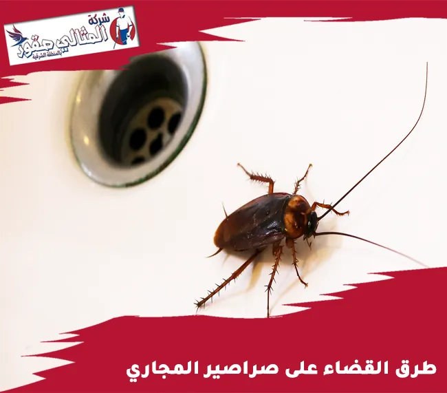 طرق القضاء على صراصير المجاري